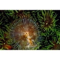 thumbnail image 3 of Factor, Beverly 24x17 Black Modern Framed Museum Art Print Titled - Enchanting - Indonesia, 3 of 5