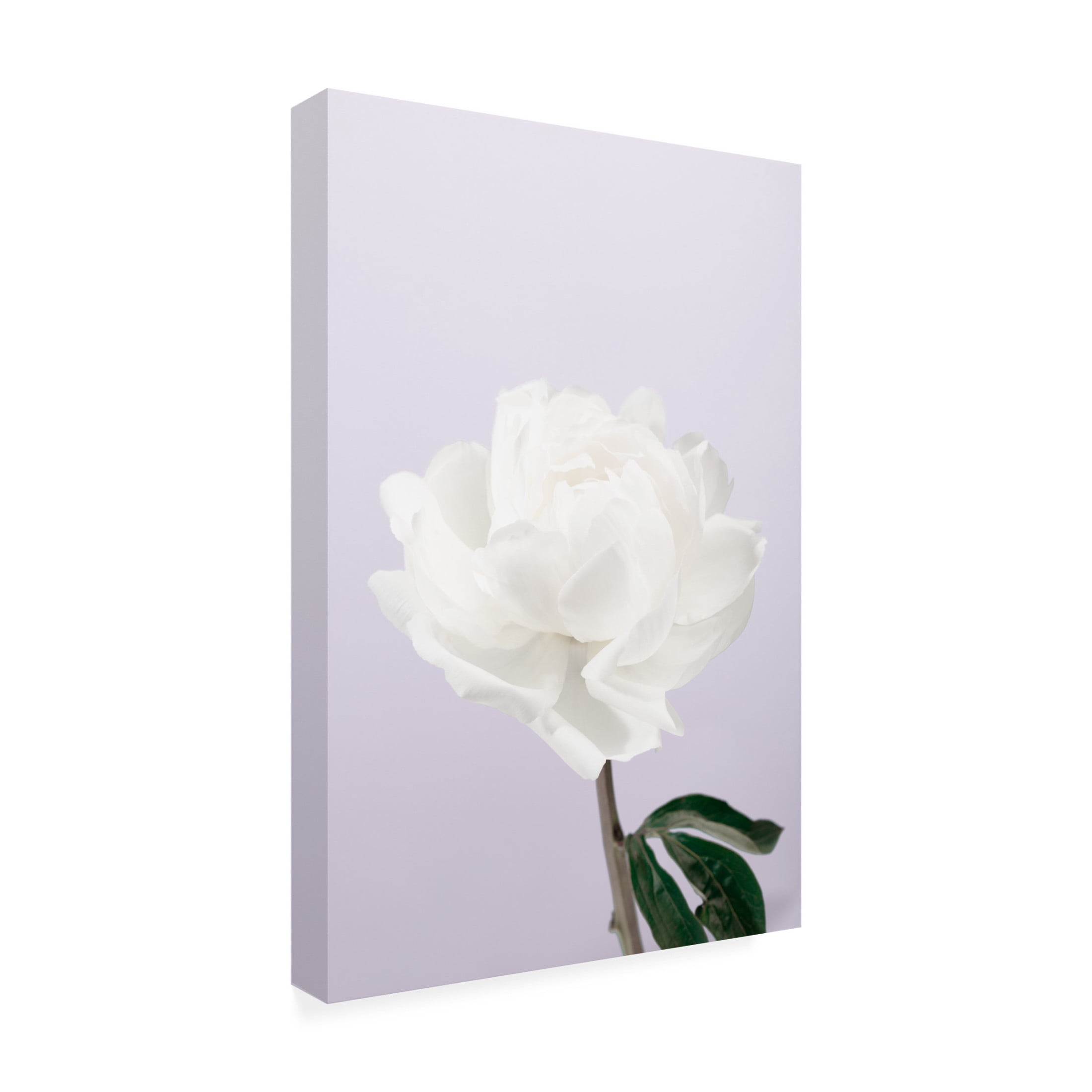 Trademark Fine Art Pictufy Studio Peony 3 Canvas Wall Art