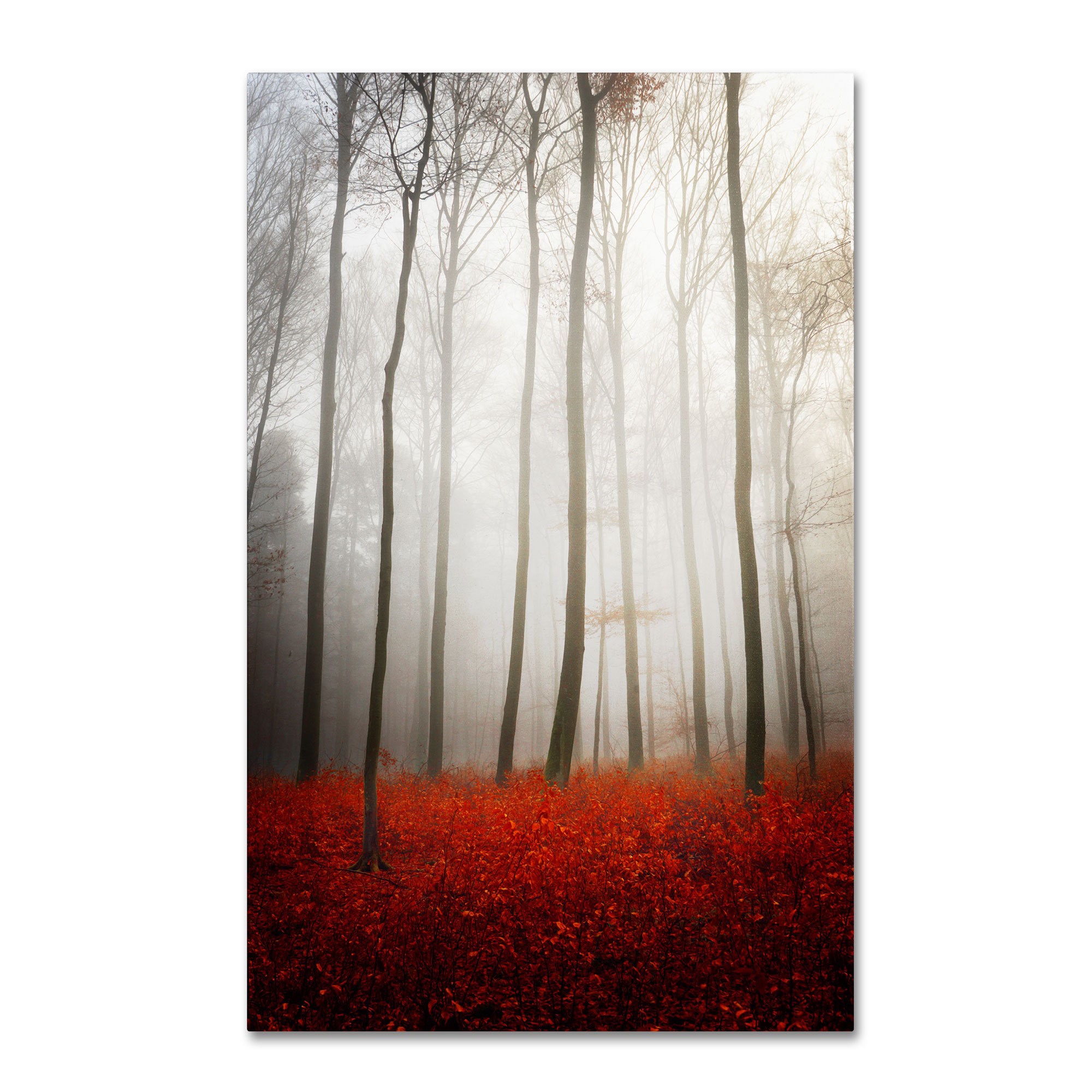 Trademark Fine Art "Leafless" Canvas Art by Philippe Sainte-Laudy