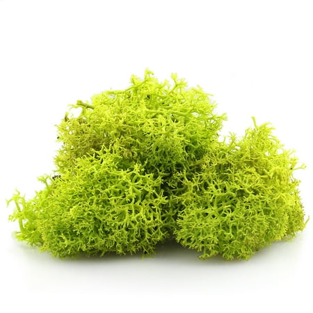 NW Wholesaler, 1 LB bag of Chartreuse Preserved Reindeer Moss For Floral Design, Terrariums, Fairy Gardens, Arts and Crafts