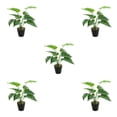 thumbnail image 2 of Planta en maceta de tortuga tropical Cateissary hojas artificiales realistas JH5471, 2 of 6