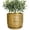 Gold, variant on Ordivic 5 inch White Round Ceramic Plant Pot with Drainage Hole & Saucer, Minimalist Small Succulent Planter for Indoor Home Office Desk Decor