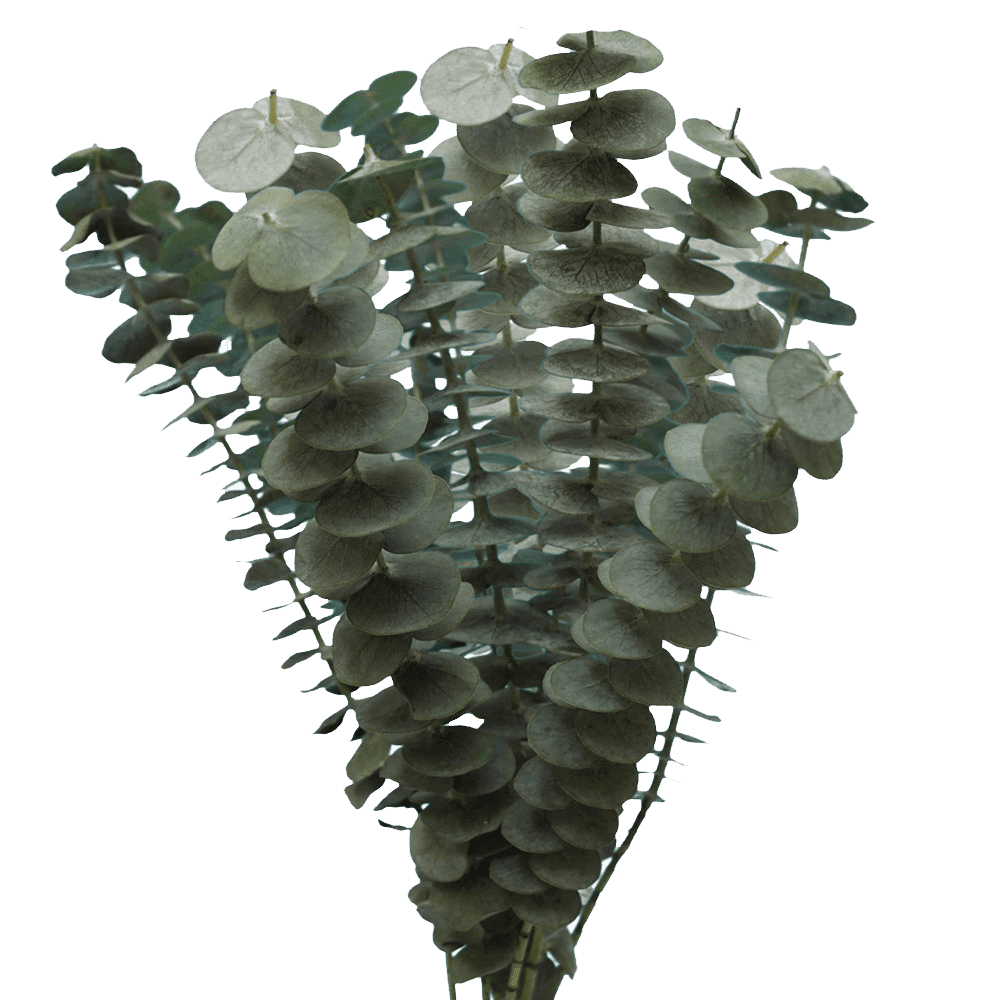 50 Stems of Eucalyptus