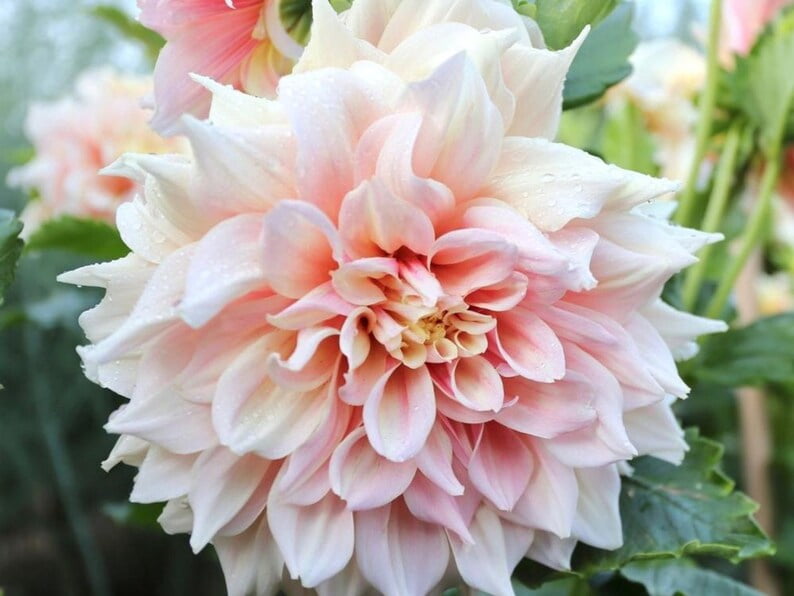 40 Seeds Dinnerplate Break Out Dahlia Seeds Pollinator Friendly Heirloom Flower Seeds Mix Seeds D032