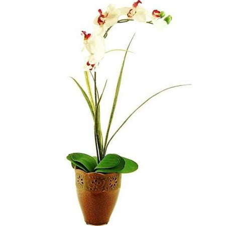 26 in. Phalaenopsis Orchid & Grass in a Embossed Ceramic (Best Orchid Pots For Phalaenopsis)