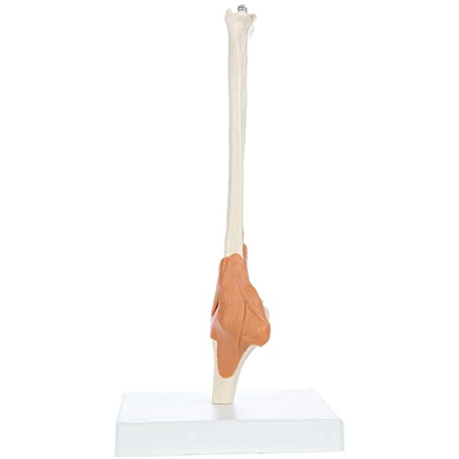 Rudiger Anatomie Functional Elbow Joint with Ligaments