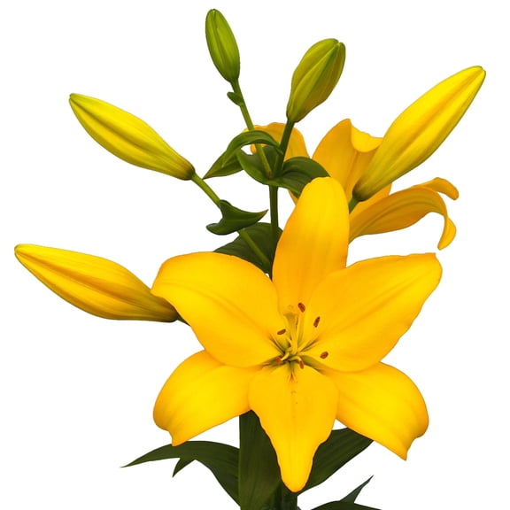 Lilium LA Hybrid Lily Beau Soleil 3 Bulbs - Summer Yellow Blooms, Grow in Sun for Cut Flower