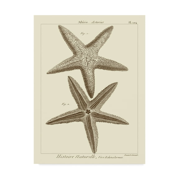Trademark Fine Art 'Striking Starfish I' Canvas Art by Vision Studio