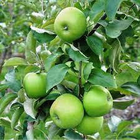 Nature's Promise Organic Granny Smith Apples, Apples