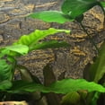 thumbnail image 4 of Terrario Fondo del hábitat de serpiente Decoración de reptil de reptil Fondo de tanque 3D Decoración del tanque, 4 of 6