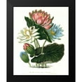 thumbnail image 2 of Hooker, William 20x24 Black Modern Framed Museum Art Print Titled - Lotus, 2 of 5