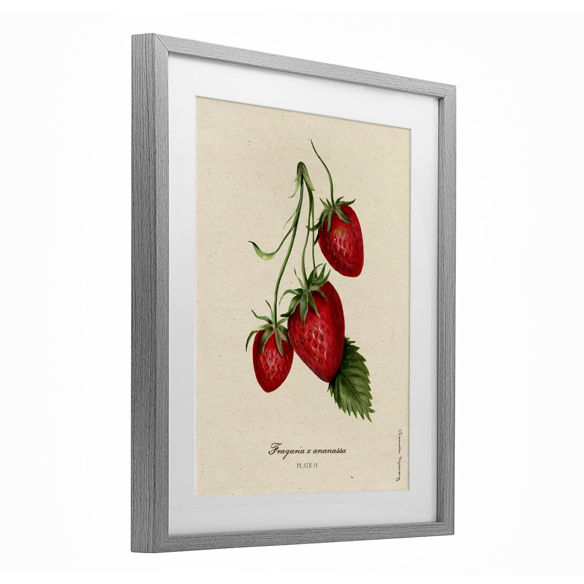 Stupell Industries Strawberry Fruit Portrait Gray Framed Print Under Glass, design by Danielle Murray