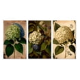 thumbnail image 2 of Designart "Retro-Colored Hydrangea Blossoming II" Floral Wall Art Set Of 3 - Traditional Green Gallery Wall Set For Home Decor, 2 of 6
