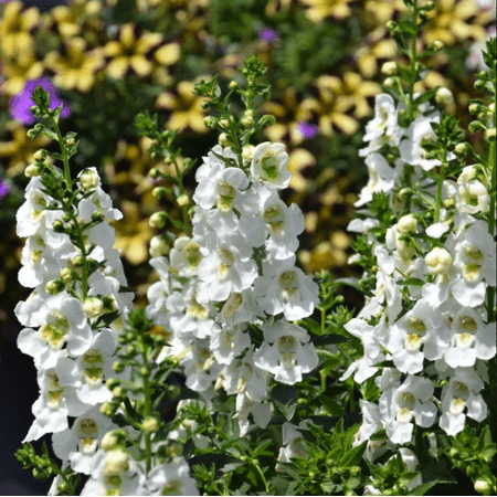 White Angelina Assorted Plant Live for Planting, Angelonia White Flower Live Healthy Plant in Garden, 4-6 Inch Tall