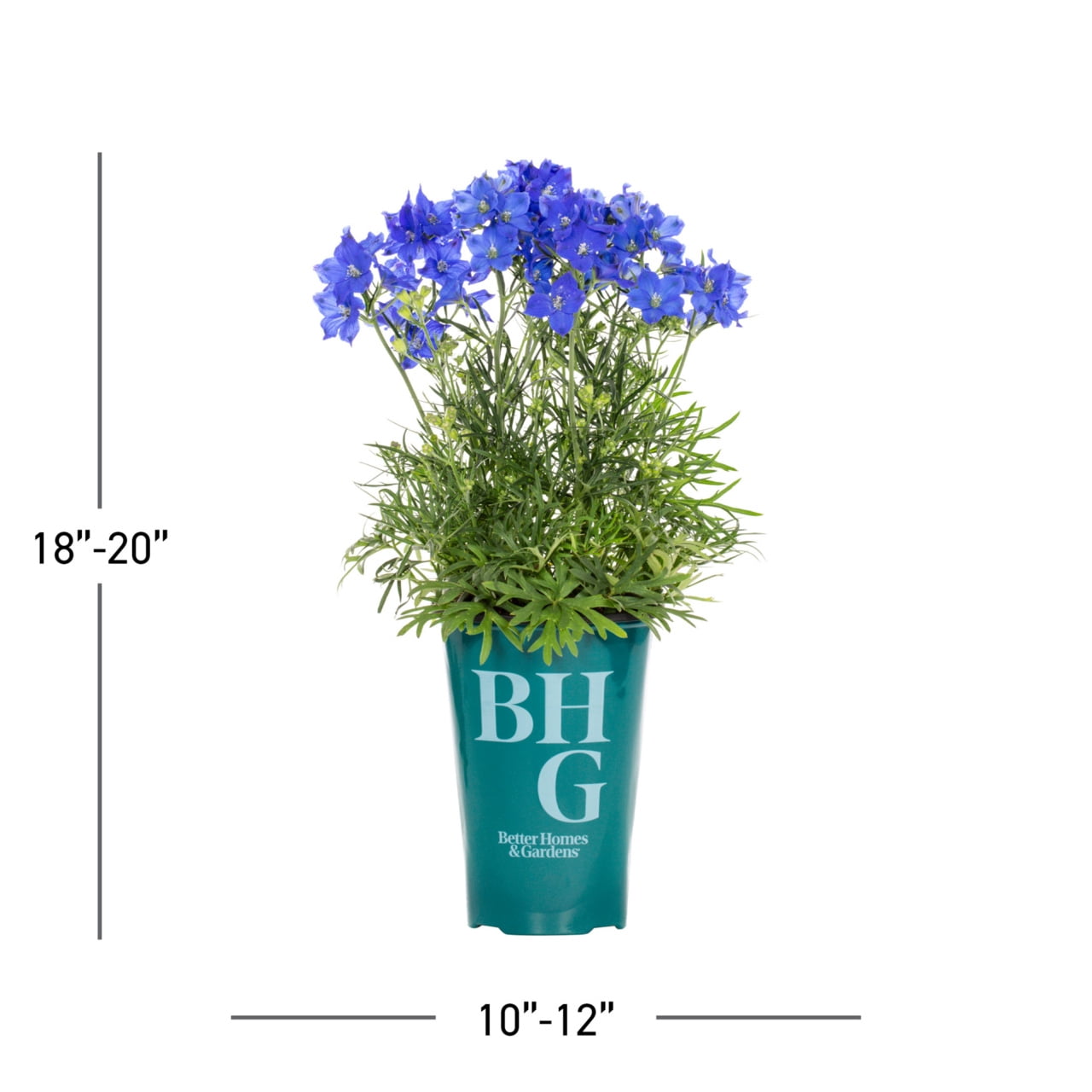 Better Homes & Gardens 2QT Blue Delphinium Blue Diamonds Live Perennial Plant Sun