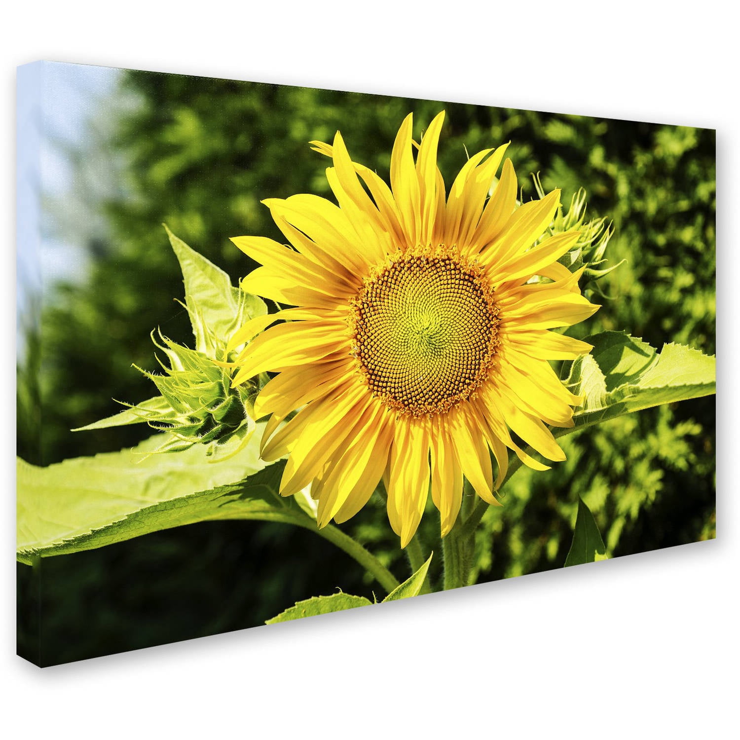 Trademark Fine Art "Just a Sunflower" Canvas Art by Kurt Shaffer