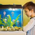 thumbnail image 3 of Fish Tank Glow in The Dark, 6PCS Floating Aquarium Ornaments with Suction Cup, Glowing Aquarium Decoration for Aquarium Fish Tank Landscape, 3 of 5