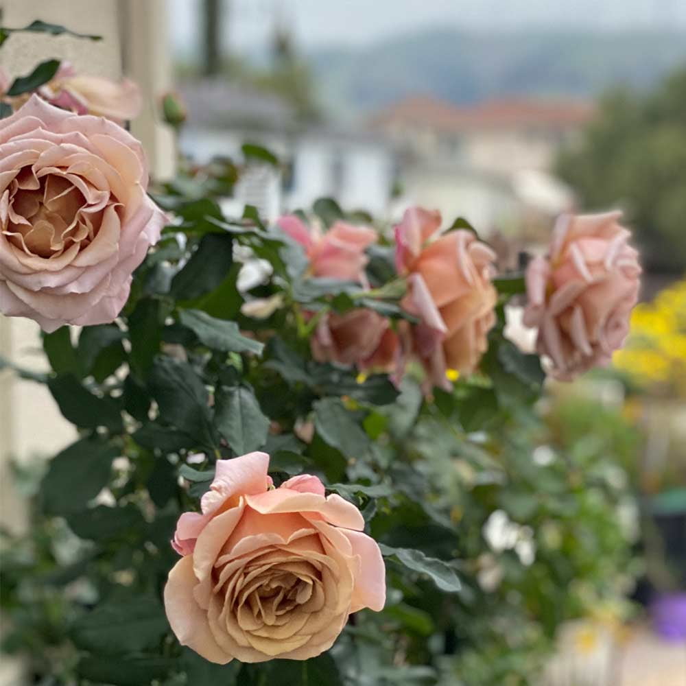Heirloom Roses Rose Bush - The Koko Loko Floribunda Plant , Live Plants For Outdoors , Own Root Rose Bushes For Planting , One Gallon Potted Outdoor Flower Plants