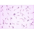 thumbnail image 1 of Ahgly Company Indoor Rectangle Solid Purple Modern Area Rugs, 8' x 10', 1 of 4