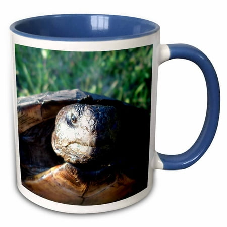 

3dRose gopher tortoise closeup head - Two Tone Blue Mug 11-ounce