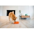 thumbnail image 5 of Fun Feeder Bowl, Slow Feeder Dog Bowl, Medium/Mini, Orange, 5 of 5