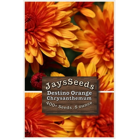 - Destino Orange Mum - Chrysanthemum Seeds 1/2 Ounce