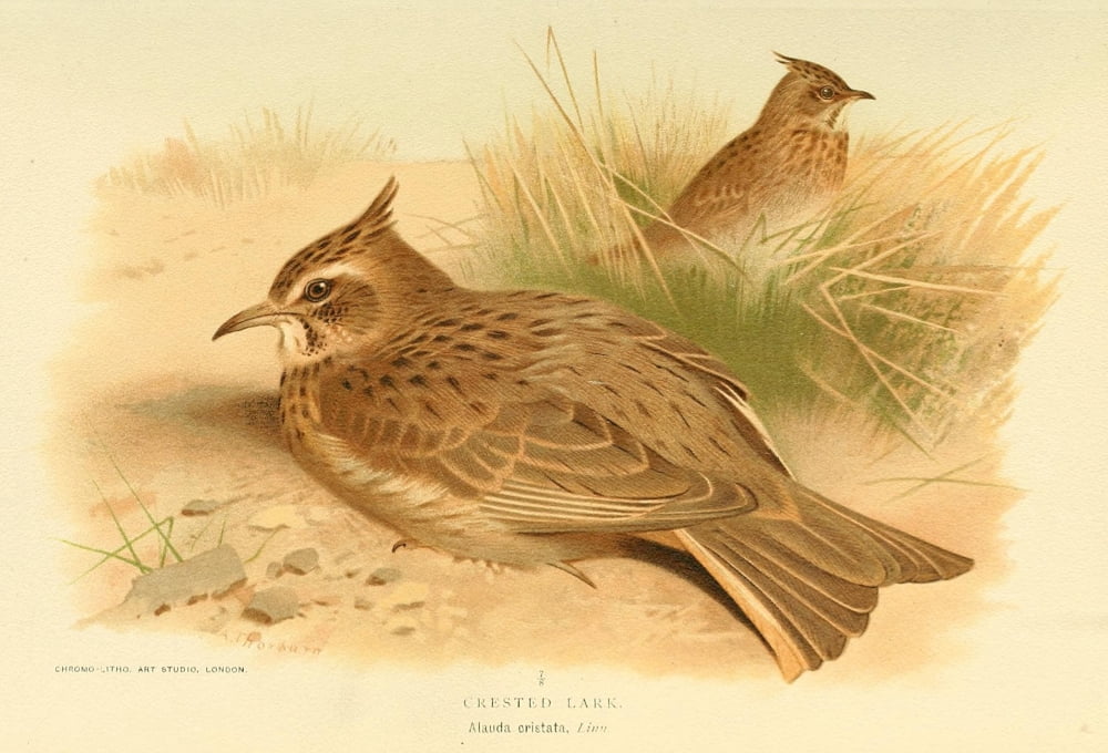 Birds Of The Britis