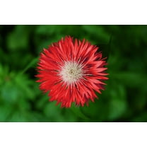 750 Red BACHELOR'S BUTTON / CORNFLOWER Centaurea Cyanus Flower Seeds