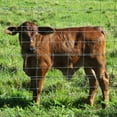 thumbnail image 5 of ZephyPaws Farm Fence 5x164FT,Thickened Gauge Galvanized Wire,Durable Woven Wire Fencing with Hinge Knot for Cattle,Goats & Sheep,Hog,Livestock Fence,Farm & Field Use, 5 of 9