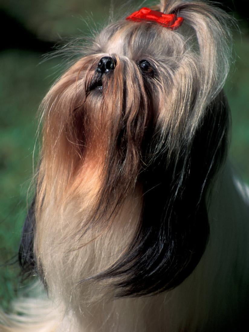 shih tzu stuffed animal walmart