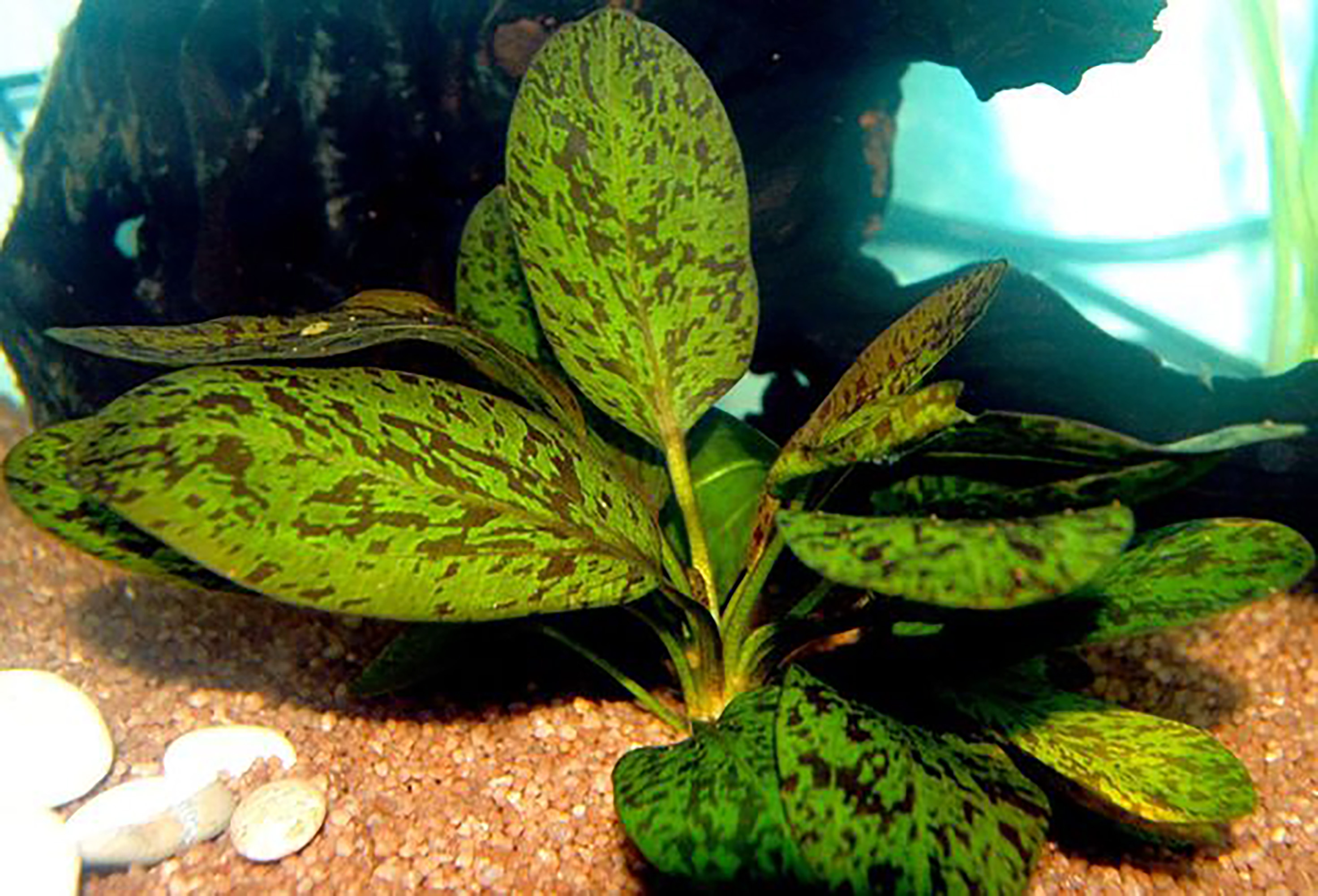 Amazon Sword Echinodorus Ozelot Red Small Live Aquarium Plants BUY2 GET1 FREE - image 5 of 8