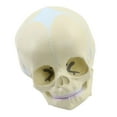 thumbnail image 5 of Human Skull Model For Demonstrating Skull Model Anatomy Skull Model Human Anatomical Skull Exploded Skull Model, 5 of 9