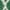Green/Ivory, variant on SAFAVIEH Venus Shag Waverly Trellis Area Rug, Green/Ivory, 9' x 12'