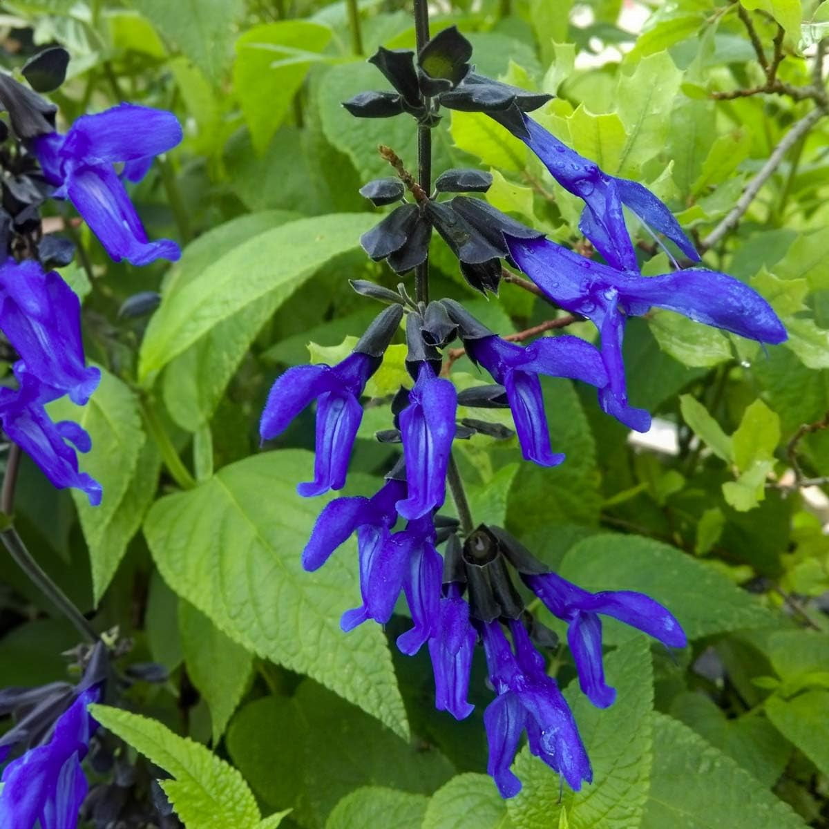 Salvia Black & Blue | 3 Live Plants | Salvia guaranitica | Hummingbird Magnet Perennial | Deep Blue Flowering Border Plant