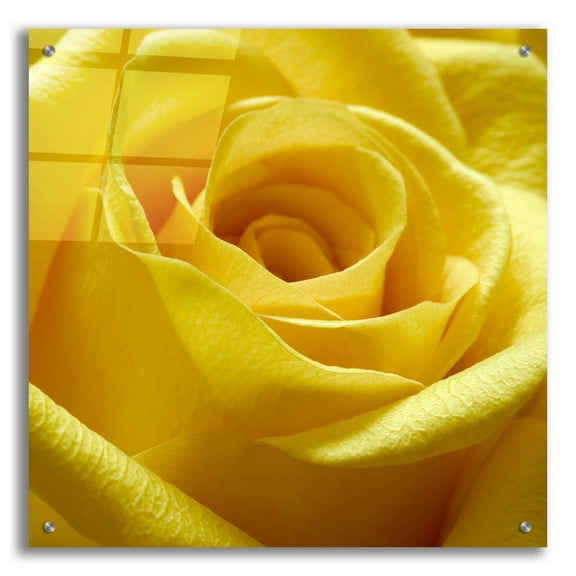 Epic Art 'Yellow Rose' by Photoinc Studio, Acrylic Glass Wall Art, 24"x24"