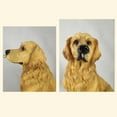 thumbnail image 4 of yotijay Solar Light Dog Statue Garden Ornament LED Yard Figurine Lamp Golden Retriever, 4 of 9