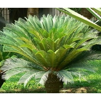 Sago Palm-Cycas revoluta-Feathery foliage for gardens  6" Pot