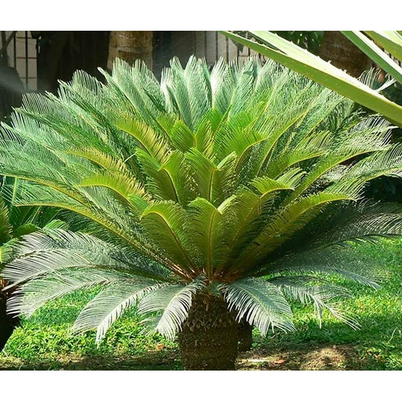 Sago Palm-Cycas revoluta-Feathery foliage for gardens  6" Pot