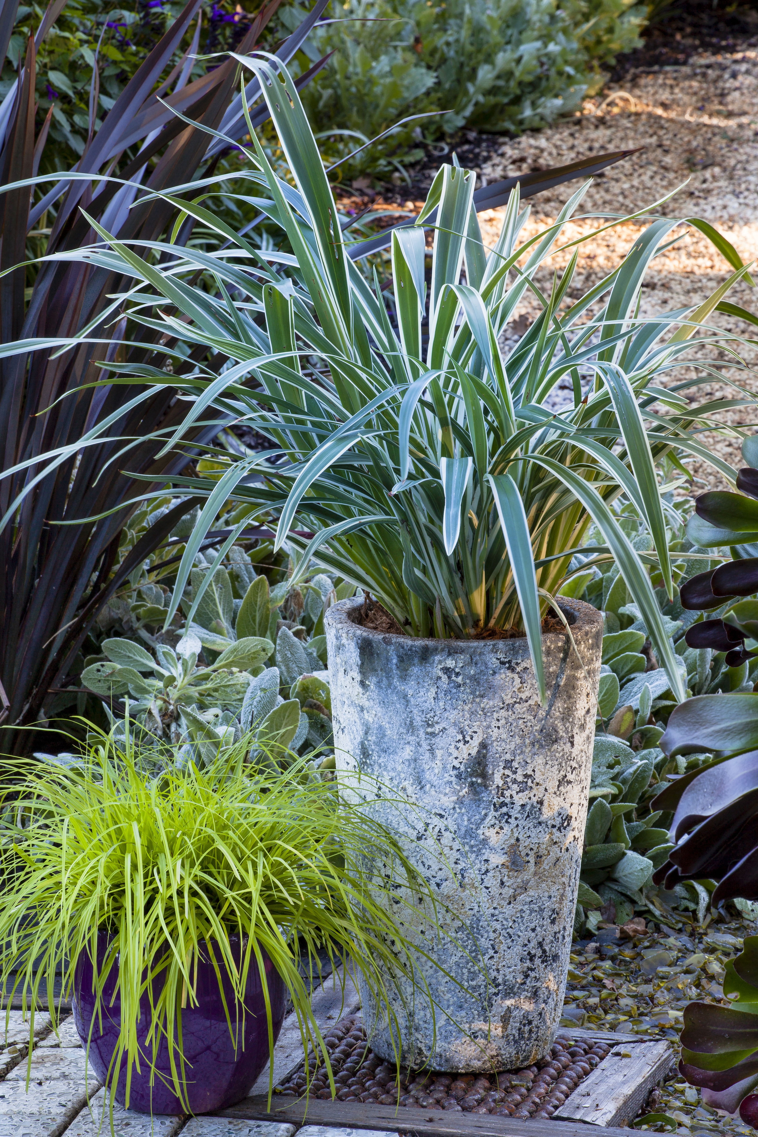 Expert Gardener Silver Streak Dianella (2.5 Quart) Flax Lily Perennial with Variegated Foliage