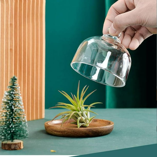 Cloche dôme en verre pour boissons alimentaires avec base en bois