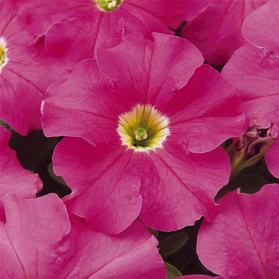 Pelleted Petunia Dreams Series Pink Seed ~25 Seeds – Petunia x hybrida – 10–15" Mounding Annual – Full Sun – Grandiflora Blooms – Hanging Basket & Planter Favorite – Non-GMO