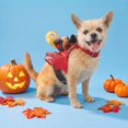 thumbnail image 2 of Vibrant Life Halloween Dragon Rider Costume for Dogs and Cats, Multicolor, XS, 2 of 7