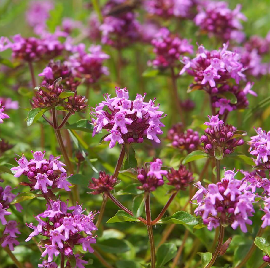 100. 000 Drawf Creeping Thyme Seeds for Planting, Ground Cover Pink Creeping Thyme Flowers Seeds  Fragrant Carpeting Herbaceous
