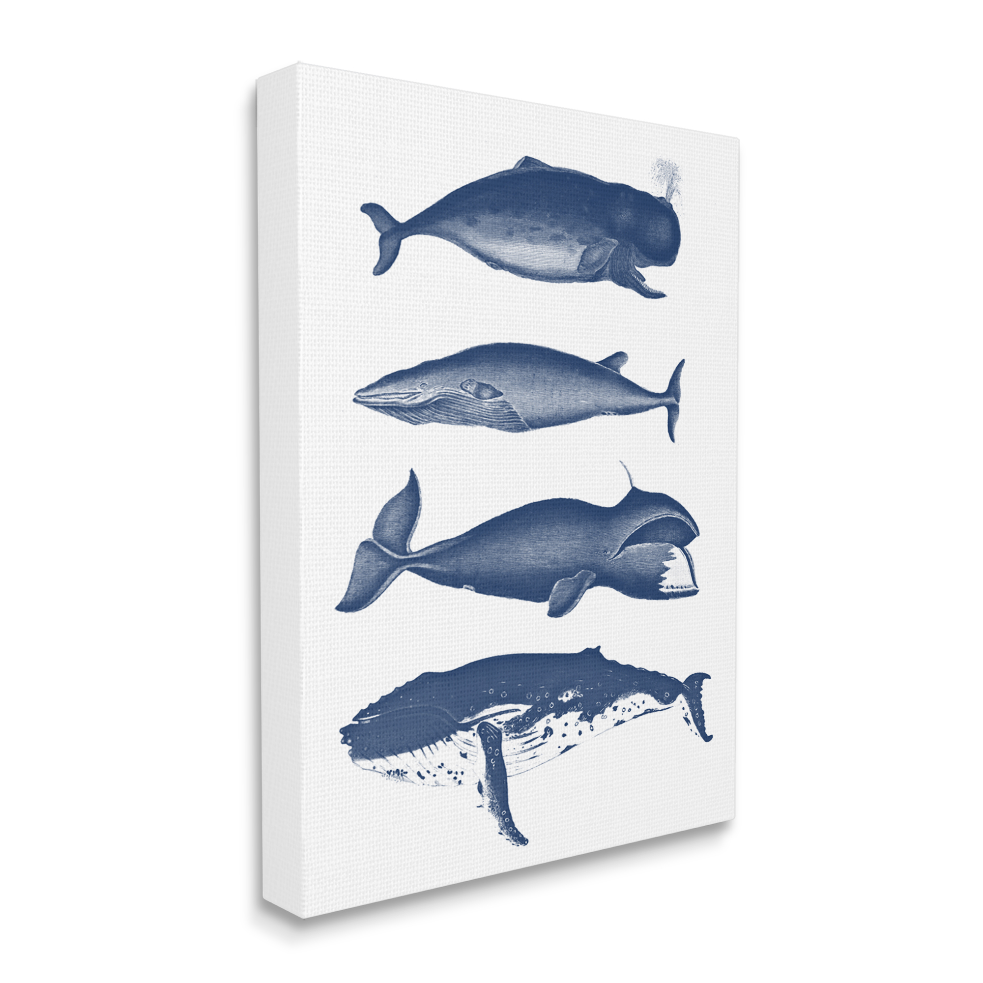 Stupell Industries Various Whales Types Sea Life Detailed Illustrations Graphic Art Gallery Wrapped Canvas Print Wall Art, Design by Lettered and Lined