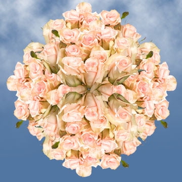 Globalrose 100 Fresh Cut Soft Pink Roses Large Bloom Flowers For Birthdays Weddings Or Anniversary Globalrose 100 Fresh Cut Soft Pink Roses Large Bloom Flowers For Birthdays Weddings Or Anniversary