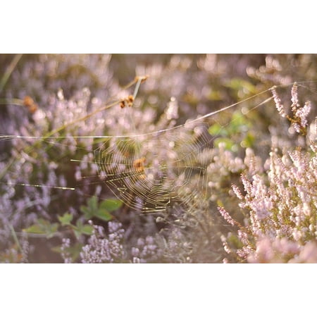 Canvas Print Spiderweb Flowers Pink Spider Web Stretched Canvas 32 x 24
