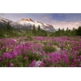 thumbnail image 2 of Paulson, Don 24x17 White Modern Wood Framed Museum Art Print Titled - Alaska View of flowers and Fairweather Range, 2 of 4