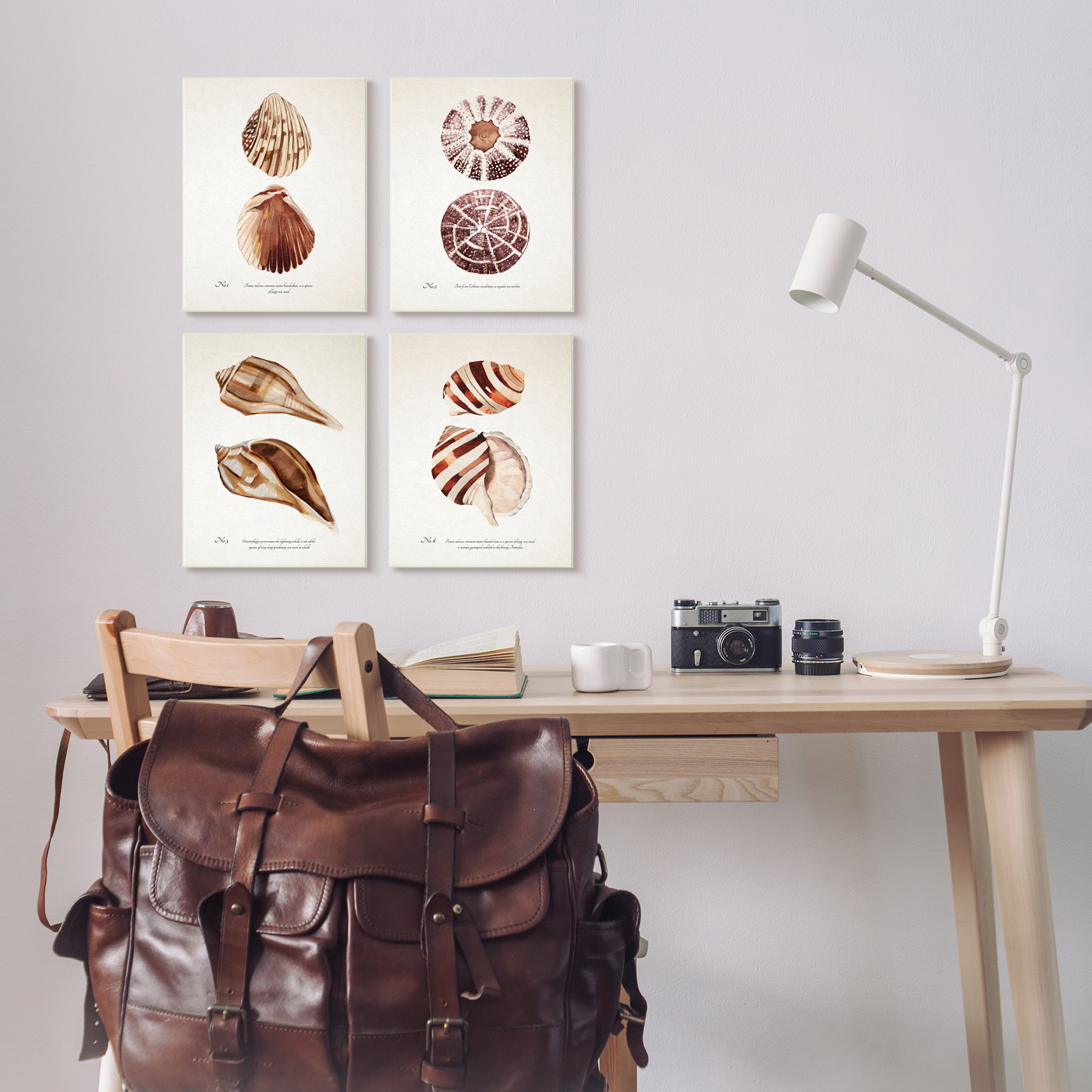 Stupell Industries Elegant Beach Seashells Exquisite Marine Life ,10 x 15, Design by Annie Warren