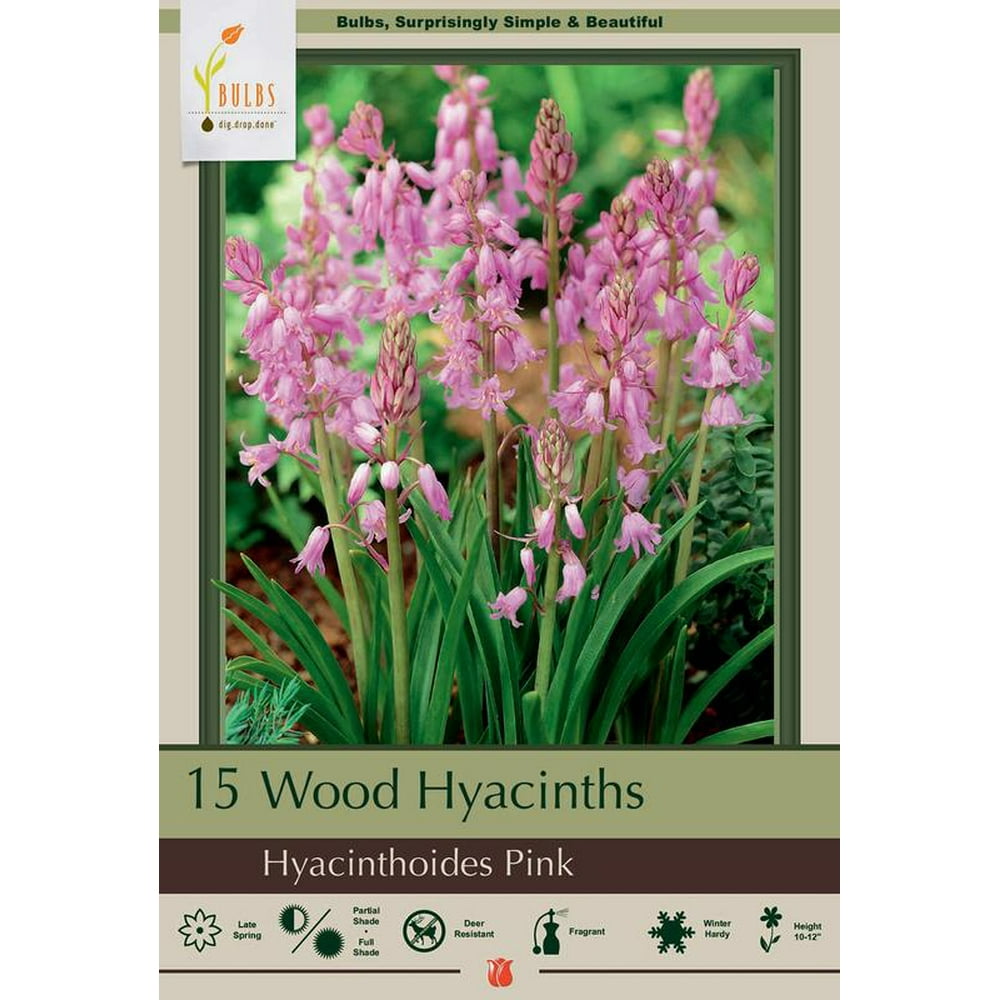 Pink Wood Hyacinth Mix 15 BulbsScillaSpanish Bluebell 8/10 cm Bulbs