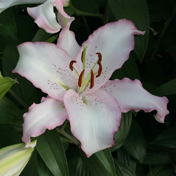 5 Brasilica Oriental Lily Bulbs